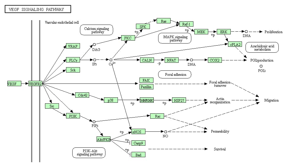 VEGF Signaling Pathway